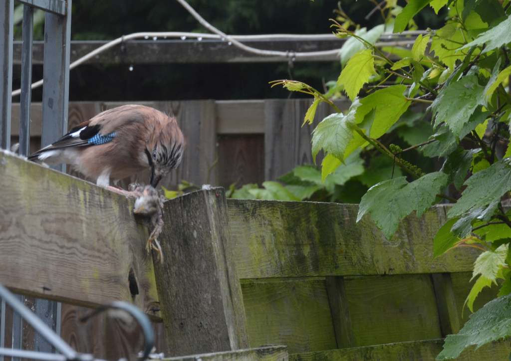 Eurasian Jay eating prey